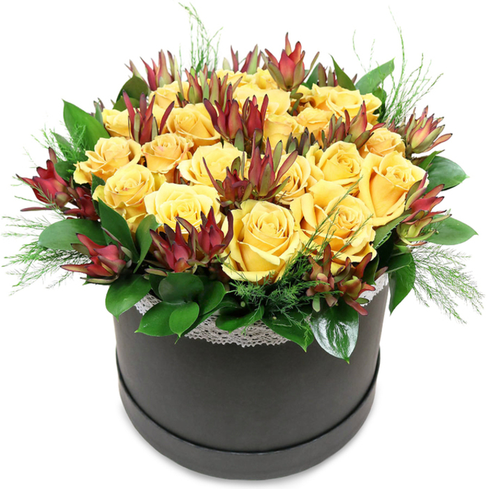 A luxurious floral hatbox brimming with yellow roses and deep burgundy leucadendron is presented against a crisp white background, showcasing the craftsmanship of an Oxford-based florist. The composition is tightly arranged into a rounded dome, as if someone has gathered armfuls of fresh blooms from a sunlit field and coaxed them into a perfectly balanced form. Around two dozen golden yellow roses dominate the design, each bloom lush and velvety, their petals curling outwards in flawless spirals. Some roses are fully open, revealing intricate hearts, while others are just beginning to unfurl, adding subtle movement and depth. Interwoven among these radiant flowers are stems of leucadendron 'Safari Sunset', their long, lance-like bracts transitioning from greenish bases to rich maroon tips. These dark, flame-like shapes pierce the sea of yellow, creating striking vertical lines and adding a contemporary, almost architectural feel. Encircling the blooms, glossy green foliage fans out, possibly salal or similar leaves, adding a cool, verdant backdrop. Finer, feathery green sprigs slip between petals and trail lightly over the rim, evoking grasses or ferns from University Parks after a summer shower. The flowers are anchored in a sleek, black round hatbox with a matte finish, discreetly dressed with a narrow band of white lace at the rim that introduces a gentle, romantic flourish without distracting from the flowers. Clean, even lighting highlights the contrast between the bright roses, the dark leucadendron, and the soft green foliage. Elegant yet uplifting, this arrangement would make an ideal birthday centrepiece, graduation surprise for a college room near the High Street, or a stylish thank-you gift sent with same-day flower delivery anywhere in Oxford.