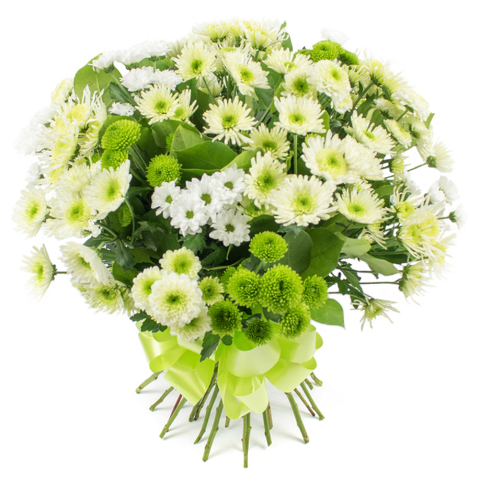 A generously proportioned chrysanthemum bouquet fills the frame against a spotless white backdrop, its refined mix of whites and greens giving it a timeless, elegant presence that would sit beautifully in an Oxford townhouse off the High Street. The flowers are arranged in a softly rounded, hand-tied style, with no visible vase, so the viewer's attention rests entirely on the intricate blooms. Large chrysanthemum heads dominate the arrangement, their numerous slender petals radiating in orderly layers from delicate centres that shift from pale green to soft cream. These full, open flowers create a sense of abundance and traditional charm, like a carefully curated display in an old college hall. Weaving between them are sprays of smaller chrysanthemums, each stem carrying multiple daisy-like flowers that lighten the overall appearance and fill any gaps, giving the bouquet a textured, multi-dimensional look. Bright lime-green pompon chrysanthemums are scattered purposefully across the design, their tightly clustered, spherical heads forming velvety little orbs that provide a playful, contemporary twist and a vivid pop of colour amid the calm whites. Dark, rich green foliage anchors the bouquet, the leaves glimpsed here and there to give depth and suggest the natural garden origins of the blooms. The stems at the base are cleanly aligned and firmly bound with a wide, satin-finish lime-green ribbon tied into a decorative, multi-loop bow that mirrors the lively hue of the pompon mums. The overall impression is of freshness, serenity, and quiet celebration, ideal for sending thoughtful wishes across Oxford-whether as a graceful sympathy bouquet, a congratulations gift for a graduation ceremony, or a soothing arrangement to brighten a calm corner of a Summertown home.