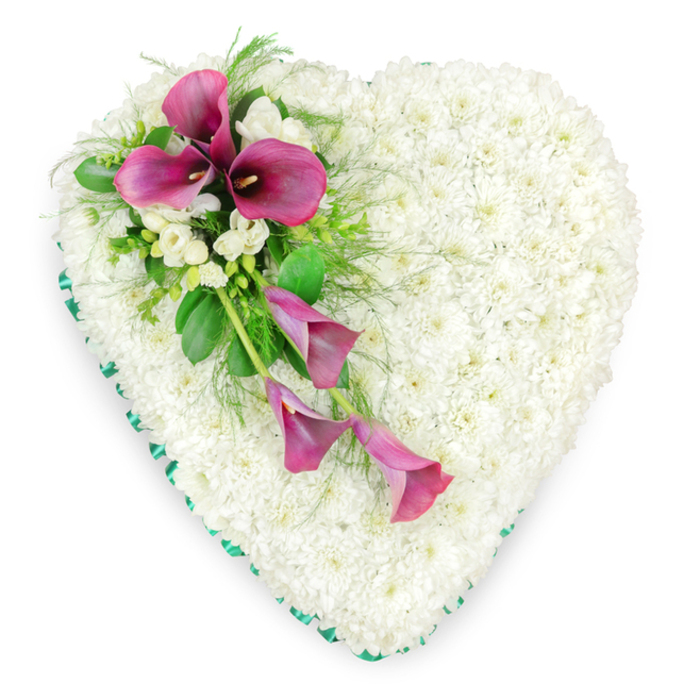 A refined and emotive funeral heart is shown laid flat against a bright white background, its shape perfectly symmetrical and immediately recognisable as a symbol of love and remembrance. The heart itself is entirely formed from countless small, pristine white spray chrysanthemums, each flower head nestled closely to the next until no gaps remain. This creates a thick, cushion-like surface that looks soft to the touch, like a pure white quilt of petals, conveying serenity and the gentle stillness often felt in Oxford's historic college chapels. Encircling the heart, a vivid emerald green ribbon has been expertly pleated or smoothly wrapped to form a continuous border. The ribbon adds a subtle sheen and frames the flowers with a formal, polished edge that enhances the clarity of the heart shape. Flowing diagonally from the upper left curve down towards the centre is a beautifully composed spray of deep magenta and fuchsia calla lilies. Several of these elegant, trumpet-shaped blooms stand prominently at the top, with their dark, almost black spadices drawing the eye inward, while others arc and taper gracefully downwards, introducing a sense of movement and gentle cascade. Nestled amongst the calla lilies are small clusters of delicate white freesia or similar fragrant blossoms, their more open, star-like petals breaking up the stronger lines of the lilies. Around and beneath these blooms, lush green foliage-feathery fern fronds, elongated calla leaves, and other glossy greens-layers texture and depth. Crafted with the kind of quiet care you might expect from a long-established Oxford florist, this heart-shaped tribute feels ideal for a farewell at a city crematorium or a church near the Covered Market, offering a dignified expression of sympathy and lasting affection.