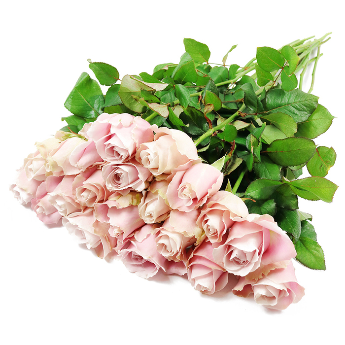 An opulent bouquet of roughly two dozen long-stemmed pink roses stretches diagonally across a crisp white surface, creating a serene and elegant still life that a local Oxford florist might pause to admire before sending out on a sympathy delivery. The roses are arranged so that the heads cluster toward the lower left corner, forming a lush blanket of soft, pastel pink. Each bloom displays a graceful spiral of petals, some tightly wrapped in bud form, others slightly more open to reveal intricately layered hearts. The colour palette glides from gentle blush to a muted rose-pink, with subtle hints of very pale lavender in the shadowed folds of the petals, suggesting depth and quiet complexity. The velvety texture of the petals is almost tangible, their edges gently curled, as though brushed by a light breeze drifting across Oxford's tranquil college quadrangles. Behind the blossoms, a fan of long, sturdy green stems extends toward the upper right, densely lined with healthy, deep green leaves that are smooth, glossy, and carefully trimmed, creating a strong visual frame for the delicate blooms. The white background is evenly lit, without distraction, allowing the soft pink and rich green to stand out in calm contrast. The overall impression is of poised, understated beauty-an arrangement that offers comfort and grace during times of loss. This image is ideal for representing sympathy flowers in Oxford, whether for services held near the historic city centre, quiet farewells in Headington and Botley, or thoughtful condolence deliveries arranged by Flowers Oxford to family homes across the area.