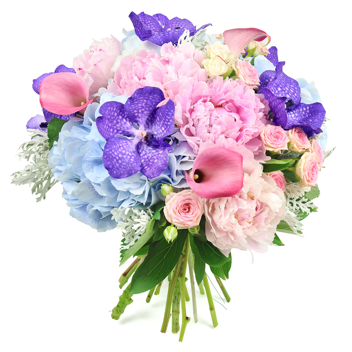 Set against a crisp white background, this opulent mixed flower bouquet appears as though it has just been lifted from a chic florist's counter in central Oxford. Full, light pink peonies dominate the centre, their many layered petals softly ruffled and billowing outward to form a romantic, cushion-like heart. Encircling them, cloud-soft clusters of pale blue hydrangeas create a cool, rounded base, with each tiny floret contributing a fine, lace-like texture that contrasts beautifully with the bold peonies. Punctuating this gentle palette are striking deep purple Vanda orchids, their broad petals patterned with darker speckles that give them a rich, exotic character, like rare blooms discovered in a hidden glasshouse at the Botanic Garden. Sleek, trumpet-shaped fuchsia calla lilies arc through the bouquet, their vivid magenta tones and smooth surfaces adding a sense of movement and contemporary drama. Scattered delicately throughout are blush pink spray roses, their smaller, clustered blooms offering a traditional, almost vintage charm, reminiscent of cottage gardens along the streets of Jericho and North Oxford. Lush dark green leaves form a natural frame, while soft, silvery-green dusty miller foliage nestles between the flowers, its velvety texture and muted colour lending a gentle, misty calm. The stems are gathered neatly and tied at the bottom, clearly hand-crafted with care. The overall impression is of a fresh, abundant bouquet that speaks of celebration and affection, perfect for an Oxford wedding reception in a college hall, a sophisticated anniversary surprise in Summertown, or a thoughtful same-day delivery to brighten a home near Port Meadow.