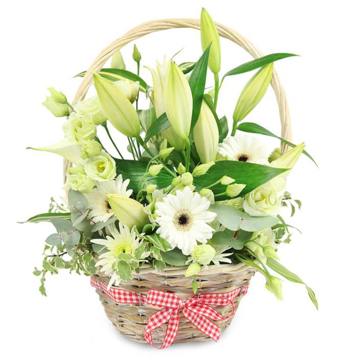 A beautifully curated floral basket, overflowing with white and soft green blooms, is displayed against a plain white background, like a tranquil still life you might discover in an Oxford townhouse near Christ Church Meadows. The basket is crafted from light, natural wicker, its weave clearly visible and tactile, with a sturdy handle that arcs gently above the flowers. At the front, a neat red and white checkered gingham bow adds a warm, nostalgic note, echoing the feel of a picnic in Port Meadow or a relaxed afternoon tea in a country kitchen. Inside, the flowers are placed with a florist's practiced care. Numerous lily buds in creamy white and pale yellow-green stand tall, most still tightly furled, hinting at the drama of blooms yet to open. Around them, several white Gerbera daisies with distinct dark brown centres provide clear focal points, their wide petals radiating in clean circles. Smaller lisianthus flowers in white and pale green, known for their soft, ruffled petals, cluster through the arrangement to soften lines and build volume. Tucked in between are delicate sprays of white, slightly spiky chrysanthemum-like flowers and suggestions of slender calla-style blooms, adding both detail and a hint of contemporary flair. A thoughtfully chosen mix of foliage surrounds and supports the flowers: silvery-green rounded eucalyptus leaves, variegated green and white trails, and broad, deep-green leaves that ground the composition and make the lighter tones glow. The overall effect is serene, pure, and quietly luxurious, a floral basket well suited to an anniversary dinner in central Oxford, a refined thank-you gift, or a comforting arrangement for someone needing a gentle touch of nature indoors.