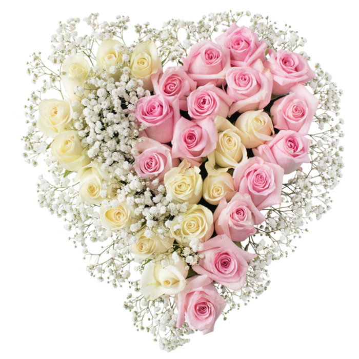 A striking heart-shaped funeral tribute dominates a clean white background, its form and colours sharply outlined as if it has just been set down in the stillness of an Oxford crematorium chapel or a quiet churchyard near Jericho. The entire arrangement is composed of fresh roses and baby's breath, carefully placed so that the heart is perfectly full with no gaps, giving a sense of completeness and care. The heart is clearly split into two distinct halves. On the left side, dozens of creamy white and soft pale yellow roses are massed closely together, their petals gently unfolding from tight centres into smooth, rounded edges, creating a feeling of tranquillity and gentle farewell. On the right, an equal number of medium pink roses form a mirror image, their colour slightly deeper and more emotive, suggesting gratitude, tenderness, and love remembered. At the junction where the two colours meet, the transition is softened by airy sprays of tiny white gypsophila, which are also woven all around the perimeter of the heart. These delicate clusters of baby's breath add a fine, cloud-like border, as though the heart were resting on a soft cushion of light. The contrast between the creamy tones and the pinks is gentle rather than bold, blending warmth with serenity in a way that feels deeply appropriate for a tribute. Viewed up close, you can almost sense the velvety texture of each rose petal and the fresh, slightly sweet scent. This thoughtfully designed heart would suit a funeral or memorial service anywhere across Oxford, from Summertown to Cowley, a floral expression of sympathy, remembrance, and enduring affection.