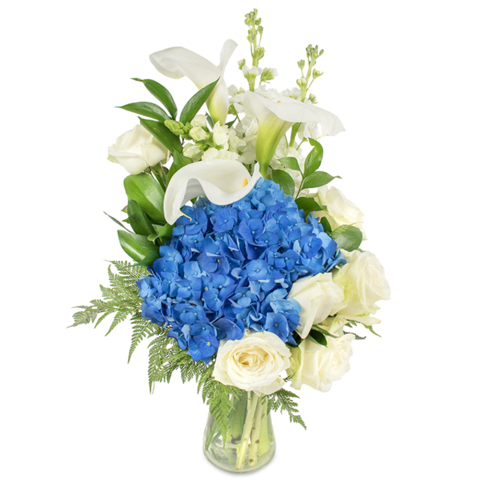 An elegant, vertically oriented floral composition sits in a transparent glass vase, its form designed to guide the eye from a plush base to airy heights. Centrally placed is a voluminous sphere of deep blue hydrangeas, each tiny four-petalled head contributing to a lush, tactile mass that reads as cool and richly saturated. Surrounding this core and softening its edges are several creamy white roses in full bloom, their velvety petals layered in tight spirals that lend classic softness and a warm counterpoint to the hydrangea's blue. Sprouting above and among these are multiple white calla lilies, their smooth, trumpet-shaped spathes lending a refined, sculptural verticality and a subtle pale-green cue near each stem's base. Interleaved with the main blooms are narrow spikes of white snapdragons or stock - delicate, bead-like florets that add lightness and motion at the top of the arrangement. The greenery is abundant and texturally varied: broad glossy leaves likely salal or lemon leaf provide a dark, reflective canvas while lighter, feathery fern fronds (possibly leatherleaf) cascade gently to frame the vase. The clear glass reveals the ordered stems and fresh water inside, catching highlights from soft, diffused light. The overall impression is serene, sophisticated and meticulously crafted-appropriate for dignified sympathy, an elegant anniversary gift, or as a refined centerpiece. Made with the sensibilities of a local Oxford florist, it would complement interiors near the High Street, St Giles, or a cosy dining table in a Jericho flat.