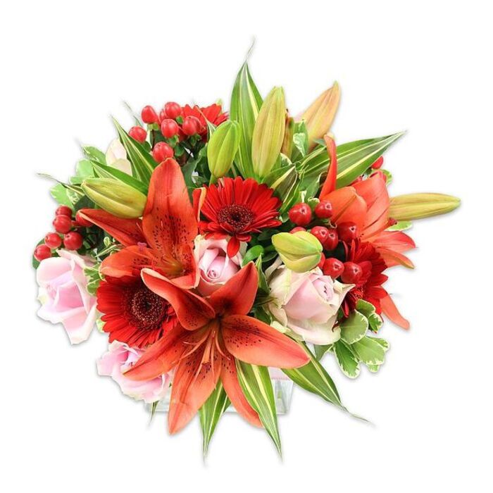 A lush, carefully balanced bouquet set on a pristine white field, this arrangement combines bold warm tones with soft romantic accents to striking effect. The composition is anchored by several large orange-red Asiatic lilies whose recurved, freckled petals and prominent stamens create an immediate focal drama; nearby, unopened lily buds promise the bouquet will evolve over days. Interwoven are deep crimson Gerbera daisies, their dense petal rings surrounding darker centers and punctuating the design with saturated colour. Pale pink roses-some tight, others flowering more openly-introduce tender, velvety textures that soothe the intensity of the reds and oranges. Bright clusters of red hypericum berries add playful, jewel-like points of interest and a contrast in form, while an assortment of green foliage-broad solid leaves, slender strappy lily blades and a few variegated leaves with pale streaks-builds volume and depth, sculpting a full, rounded silhouette. The overall effect is warm and celebratory, bathed in crisp light that highlights petal edges and leaf sheen. As a neighbourhood arrangement meant to mark moments from anniversaries on Magdalen Road to congratulatory gatherings by the Radcliffe Camera, it feels like a bouquet both modern and timeless. You can almost detect the mingled scents: the sweet perfume of roses softened by the spicy, aromatic note of lilies. This is the kind of bouquet a florist would recommend for heartfelt celebrations, seasonal gifts, or simply to bring a vibrant, polished presence into a home across Oxford.