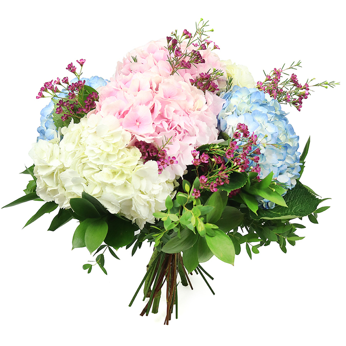 A lush, pastel hydrangea bouquet stands out vividly against a pristine white background, the sort of refined arrangement you might expect to see gracing a reception desk in central Oxford or a sunlit kitchen in Summertown. At the core of the design are large, rounded hydrangea heads in a harmonious trio of tones: soft baby pink, tranquil sky blue, and luminous creamy white. Each bloom is densely packed with tiny four-petalled florets, creating a plush, cushion-like texture that seems almost weightless, like gathered clouds. The pink hydrangeas lend a romantic, comforting warmth, the blue clusters introduce a cool, airy serenity, and the white heads infuse the whole piece with clarity and light. Nestled between these generous domes are fine stems of deep magenta or fuchsia filler flowers, likely waxflowers, their miniature blossoms and slender greenery weaving through the hydrangeas like delicate filigree, adding sparkle and dimension. Surrounding the blooms is a carefully balanced mix of foliage: broad, dark green leaves provide structure and depth, while softer, smaller leaves soften the edges and echo the informal beauty of a college courtyard garden. The stems are drawn together neatly at the base and tied in a clean, hand-tied style, suggesting ease of placing into a favourite vase on a Woodstock Road mantelpiece or dining table. Gentle, even lighting accentuates the micro-textures of each petal and leaf, while the neutral backdrop keeps all attention on the interplay of pastel colour and lush greenery. The bouquet radiates a mood of thoughtful celebration and calm elegance, suited to marking milestones, offering sympathy, or simply refreshing a home with the quiet grace of expertly arranged fresh flowers.