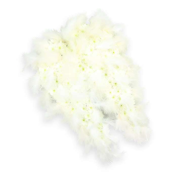 This photograph presents a beautifully composed angel wing funeral arrangement, set against a crisp white backdrop that allows its intricate details to stand out with quiet dignity. The wings are formed from a tightly clustered mass of small, pristine white flowers, reminiscent of chrysanthemums or spray carnations freshly delivered from a trusted grower. Their petals overlap to create a dense, velvety surface, like soft snowfall resting undisturbed. Delicate hints of pale green and creamy yellow peep from the centers of many blooms, offering just enough contrast to keep the all-white design visually alive, similar to the subtle variations you might notice in the blossom-lined paths near Oxford's Christ Church Meadow. Embracing the outer silhouette of each wing, layers of downy white feathers are carefully arranged, their wispy edges spreading outward and catching the light. These feathers give the impression of weightless comfort, as if the wings are ready to enfold someone in a final, protective hug. A light, natural shadow beneath the arrangement adds a gentle three-dimensional feel, while never breaking the sense of stillness and contemplation. Imagined fragrance from the fresh petals suggests cleanliness and peace, making this tribute ideal for a memorial or funeral service in Oxford's churches or crematoria. It speaks softly of purity, remembrance, and spiritual ascent, offering families a symbolic way to honour a life with grace and quiet devotion.