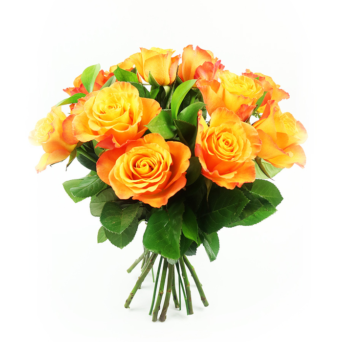 This image shows a joyful bouquet of bi-colour roses, arranged with the kind of relaxed elegance you might associate with an Oxford townhouse near North Parade Avenue. Around a dozen roses are gathered into a generous, rounded cluster, each bloom fully open and brimming with layered petals. At the center of every flower, the petals glow with a sunny yellow, then gently shift into warm apricot and finally into a bold, fiery orange along the outer edges, with a few petals carrying a soft red-orange flush, like the last light over Port Meadow. The interplay of these warm hues creates a sense of movement, as if each rose were catching the glow of an invisible sunset. Between the blossoms, ample deep green leaves emerge, their surfaces smooth and slightly glossy, the veins subtly defined. They cradle and frame the roses, tempering the intensity of the oranges and yellows while reinforcing the natural, garden-grown feeling of the bouquet. Beneath the flower heads, a cluster of straight, neatly trimmed stems is visible, all aligned and bound together, suggesting a freshly prepared arrangement ready for delivery to a home or office somewhere across central Oxford. The plain white background acts like a gallery wall, making every petal and leaf stand out with clarity. Soft, even lighting removes harsh shadows and lends the composition a calm, harmonious atmosphere. Altogether, the bouquet conveys warmth, hope, and quiet celebration, an ideal choice for birthdays, get-well wishes, new home greetings, or simply bringing a touch of Oxford's gentle charm indoors.