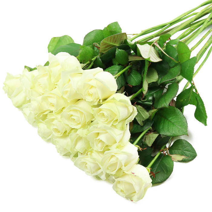 A generous hand-tied bouquet of white roses is arranged on a pristine white background, the flowers spilling diagonally across the frame in a way that feels both deliberate and naturally relaxed, like a bouquet momentarily set down on a windowsill overlooking Oxford's High Street. The eye is first drawn to the clustered heads in the lower-left, where approximately two dozen roses press closely together. Their petals are a soft, creamy white, the centres still held in tight spirals while the outer petals gently unfurl, suggesting freshness and longevity. There is a subtle play of tones within the white itself: hints of ivory near the heart of each bloom, and the faintest suggestion of pale green at the outermost petals, which speaks to the roses having been recently cut and carefully conditioned. From this lush focal point, the long, straight stems extend toward the upper-right, splaying out slightly and creating a gentle fan that fills the frame. The stems are a rich, natural green and carry glossy leaves in varying sizes, some a deep forest shade, others showing a note of red or bronze along their edges, like foliage catching the evening light over University Parks. The veins on the leaves are visible, and a few small thorns peek through, adding authenticity to the composition. Bright, diffused lighting evens out the entire scene, enhancing the strong contrast between the white flowers and their dark greenery while avoiding harsh shadows. The resulting image feels timeless and versatile, perfectly suited for illustrating white rose bouquets used for Oxford weddings, anniversaries, graduations, or thoughtful sympathy tributes delivered discreetly to homes near Jericho or Headington. It conveys quiet elegance, respect, and the enduring symbolism of white roses.