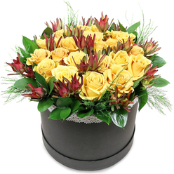 A sophisticated hatbox arrangement of yellow roses and burgundy leucadendron sits centre stage, like a small, sunlit garden carefully composed by a local Oxford florist. The flowers form a rounded, almost cloud-like dome, each rich golden rose fully open or just beginning to unfurl, so the petals layer in soft spirals that catch the light. Their colour is warm and luminous, reminiscent of the golden stone around Radcliffe Square, and you can almost sense a gentle, sweet fragrance rising from the cluster. Threaded among them are tall, tapering stems of leucadendron in deep maroon and russet tones, the bracts tapering to subtle points. These sculptural accents add depth and structure, weaving a ribbon of moody colour through the sunny roses without ever overpowering them. At the base, a ring of lush, deep green leaves cups the arrangement, while finer, airy greenery pushes through here and there, giving the composition a relaxed, natural finish. The flowers emerge from a sleek, charcoal-black round hatbox, its surface soft and matte, encircled at the rim with a slim band of white lace that lends a nod to vintage romance, like something you might discover in an elegant North Oxford townhouse. Set against a bright white background, the contrast allows every hue and texture to stand out clearly. This modern yet timeless flower box would sit beautifully on a dining table in Summertown, a desk near Oxford Science Park, or a windowsill off Cowley Road, perfect for celebrations, get-well wishes, or simply sending warmth with reliable flower delivery across Oxford.