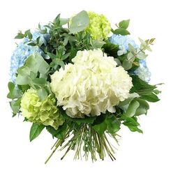 A full, rounded bouquet of hydrangeas and greenery is captured against a pure white backdrop, giving the impression that the flowers almost float in mid-air. Dominating the centre is a substantial cluster of creamy white hydrangea blossoms, each floret tightly packed so that the bloom looks like a soft, downy cushion. Encircling this focal point are generous heads of hydrangeas in misty sky-blue tones, their petals gently overlapping and creating a cool, tranquil halo reminiscent of early summer skies over Oxford's colleges and the quiet lawns of University Parks. Interwoven with the blues are bright lime-green hydrangea clusters, adding a fresh, zesty note that hints at new leaves and morning walks along the towpath by the Thames. The bouquet is enriched with an abundance of foliage: distinctive silver-green eucalyptus leaves, softly rounded and slightly matte, lend a contemporary, airy character and suggest a subtle herbal fragrance, while darker, glossy green leaves weave through the hydrangeas, building depth, volume, and a sense of natural abundance. The stems are clearly visible at the bottom, straight and green, carefully gathered and tied to indicate a hand-tied construction ready for a jug or glass vase in an Oxford terrace home in Summertown or Headington. The lighting is soft and even, highlighting the subtle colour gradients and the velvety, almost ruffled texture of the petals without casting harsh shadows. The bouquet's calm palette of white, blue, and green conveys quiet celebration and gentle comfort, perfectly suited to birthdays, housewarmings, get-well wishes, or simply adding a breath of fresh, garden-inspired tranquillity to everyday life in the city.