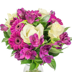 I arranged this bouquet to marry quiet elegance with a friendly burst of colour - a design that feels at home on a High Street mantel or as a thoughtful delivery across Summertown. Against a pristine white background the deep magenta Gerbera daisies immediately draw the eye, their densely packed petals radiating from dark, intricate centers and giving the piece a vibrant focal energy. Interspersed among these joyful faces are creamy white roses, petals unfolding in classic layers that suggest a soft, romantic perfume and add a timeless counterpoint to the Gerberas' boldness. Sprays of rich, deep purple Alstroemeria (Peruvian lilies) weave through the mix, their narrow, trumpet-like petals often flecked with subtle darker markings that create delicate pattern and depth. Glossy green foliage of differing shapes - wide leaves and slender, almost sword-like blades - fills the spaces, producing a full, rounded silhouette and a satisfying contrast of texture. The arrangement is shown with a hint of a clear glass vase at its base, the transparency keeping the composition grounded without distraction. In morning light the colours appear especially fresh, the magenta popping beside the creamy whites and violets, a combination that lifts a room and feels equally appropriate for a celebration, anniversary, or simply to brighten someone's day. Prepared with the local customer in mind, Flowers Oxford often crafts bouquets like this for same-day delivery within Oxford and nearby neighbourhoods, offering a considered balance of joyful colour and refined floral craftsmanship.