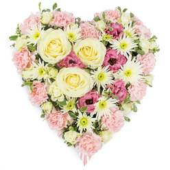 Set against a pristine white background, this heart-shaped floral tribute appears almost sculpted from petals, a tender memorial arrangement that seems made for a farewell service in one of Oxford's tranquil churches or chapels. The heart is densely filled, its form clearly defined by a carefully balanced mix of colour and texture. At its core, several large creamy yellow roses unfold in tight, elegant spirals, their soft, buttery tones radiating calm reassurance and steady affection. Surrounding them, pale blush-pink carnations spread out in generous clusters, their ruffled petals overlapping like layers of fine fabric, forming most of the heart's outline and giving it a plush, comforting appearance. Interspersed between these pastel flowers are crisp white spider chrysanthemums, instantly recognisable by their long, spidery petals that burst out from pale green centres, adding both structure and visual lightness. Deeper notes of emotion are expressed through pockets of rich magenta-pink lisianthus, their velvety, bell-shaped blooms tucked thoughtfully into the design to provide depth and contrast. Small, fresh green leaves and hints of variegated foliage weave through the arrangement, echoing the greenery of Oxford's meadows and riverside walks near Port Meadow and along the Isis. At the bottom point of the heart, a soft pink ribbon peeks delicately from beneath the blooms, a subtle indication that this piece is designed as a sympathy or funeral tribute. The overall effect is one of reverent beauty and quiet grace, a floral heart that gently carries messages of love, remembrance, and gratitude to a much-missed person.