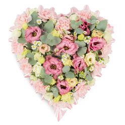 A large heart-shaped floral tribute is shown on a clean white background, its gentle pastels and soft textures creating the feeling of a hushed chapel in central Oxford. Along the outer edge, tightly clustered pale pink carnations and pastel lisianthus form a cushioned border, their ruffled petals overlapping like layers of silk. Nestled within this frame are clusters of creamy yellow and ivory spray roses, some still in bud and others just opening, adding a mellow glow that brightens the heart without overwhelming it. Scattered through the design are dainty white daisy-like blossoms, each with a tiny yellow centre, evoking the look of wild meadow flowers you might encounter walking near Port Meadow or along the towpath. Between the blooms, rounded eucalyptus leaves in a soft, silvery green curl outward, contrasting with darker green variegated foliage that brings structure and depth to the composition. A delicate blush-pink satin ribbon follows the contours of the heart, its sheen catching the light at the edges and gathering into simple, elegant bows that emphasise the symbolic shape. The flowers appear fresh and full, as if recently arranged by a careful local florist for same-day delivery to a funeral at an Oxford church or crematorium. The overall mood is peaceful and compassionate, a tribute that conveys sympathy, love, and gentle remembrance, suitable for honouring a cherished life at a funeral service, graveside farewell, or memorial gathering with family and friends.