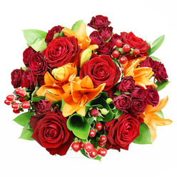 Seen from above on a pure white backdrop, this lush, perfectly rounded bouquet is a study in warm colour and tactile contrast. Dominating the eye are several large, fully bloomed, deep red roses whose velvety petals curl outward in layered spirals, each bloom offering a sense of weight and old-fashioned romance. Interwoven among them are vivid orange Asiatic lilies, their trumpet silhouettes and protruding stamens slicing through the composition with energetic shape and light-catching colour; some lilies sit wide open, others are still unfurling, which lends the arrangement a natural rhythm as if it might breathe. Clusters of dark burgundy spray roses nestle into the cavities between larger flowers, their miniature heads providing sumptuous texture and a darker counterpoint that deepens the palette. Broad, glossy green leaves-probably ruscus or salal-frame and support the blooms, their cool sheen offsetting the warmth of the reds and oranges. Bright, glossy hypericum berries dot the surface like little jewels, reflecting highlights and adding a seasonal, celebratory flourish. The lighting is soft and diffused, revealing the petals' fine veins and the berries' glossy roundness while preserving delicate shadows that give depth. The scent is implied: a mellow, velvety rose perfume warmed by a hint of lily's spicy-citrus note. This bouquet reads as classic and joyful, ideal for sending love or thanks to friends in Jericho or leaving as a striking centrepiece after a weekend at the Botanic Garden in Oxford.