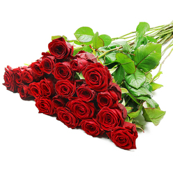 A generous bouquet of fresh, long-stemmed red roses is captured in crisp detail against a spotless white background, the flowers gathered in a lush cluster that fills the left side of the frame. Each rose is in perfect condition, its velvety petals curled inward at the centre and unfolding gradually towards the outer edge, creating that classic, heart-shaped swirl associated with romantic gestures. The red is a deep, velvety crimson, intense yet refined, reminiscent of the rich colours seen in Oxford's college chapels and old library bindings. Between the blooms, dark green foliage with a gentle sheen adds contrast and structure, the leaves overlapping and curling slightly as they follow the natural line of the stems. These stems stretch diagonally towards the right, long and straight, some bearing small, discreet thorns that signal the roses' natural origin and just-cut freshness. Bright, even lighting reveals every texture, from the soft, almost satiny petals to the firmer, fibrous stems, while the plain white setting ensures that nothing distracts from the power of the red roses themselves. The arrangement feels both abundant and carefully composed, much like a bouquet prepared in a Cowley Road flower shop for a late-night romantic gesture or a Wolvercote anniversary celebration. There is an air of intimacy and sincerity, as though these roses have been laid out on a table in an Oxford townhouse, ready to be handed over with quiet, heartfelt words. This photograph beautifully represents premium red rose bouquets, ideal for content about love declarations, special occasions, or elegant flower delivery across Oxford.