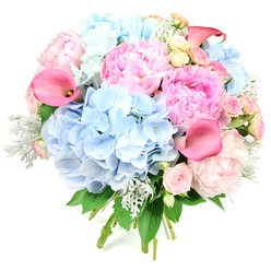 Set against a bright, uninterrupted white background, this round floral bouquet appears almost to float in the frame, its colours and textures glowing as though caught in soft afternoon light over Oxford. Generous puffs of sky-blue hydrangeas dominate the structure, each rounded cluster made up of countless miniature petals that create a pillowy, cloud-like effect. Intertwined with them are lush peonies in a spectrum of pinks, from gentle blush to a more vibrant, candyfloss hue, their full, layered blooms brimming with movement and romance. Rising elegantly from within are several trumpet-shaped calla lilies in rich coral and magenta-pink, their smooth, sculpted petals curving with effortless grace and bringing a contemporary edge to the classic garden flowers. Delicate spray roses in pale pink and small garden roses flushed with soft cream and buttery yellow tones are scattered throughout, like subtle highlights on a painter's canvas, adding refinement and intricate charm. Silvery, velvety dusty miller leaves and deeper green foliage weave between the blossoms, giving cool contrast and a sense of airy freshness reminiscent of early summer walks through University Parks. The hand-tied stems visible at the base hint at skilled craftsmanship and the care of a local Oxford florist. This bouquet feels celebratory yet serene, perfect for same-day delivery to mark a birthday in Summertown, an anniversary dinner near Magdalen Bridge, or a simple gesture of affection sent across the city's historic streets.