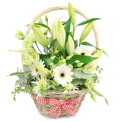 A thoughtfully arranged wicker basket of white and green flowers sits centred against a crisp white background, reminiscent of a fresh market find from an early stroll through Oxford's Covered Market. The basket itself is woven from light brown wicker, its curved handle arching securely over the blooms, while a red and white gingham ribbon is tied in a tidy bow at the front, adding a touch of cottage-style charm that would suit a cosy North Oxford kitchen or a Summertown townhouse. Inside, the flowers rise and tumble in a natural yet carefully balanced composition. Slender white lily buds, some firm and closed, others easing open to reveal creamy petals, create height and a sense of expectation, as though the bouquet will change subtly with each passing day. Nestled among them, crisp white Gerbera daisies with dark, coffee-coloured centres look outward, their symmetrical petals giving the display a clean, contemporary edge. Pale green and creamy lisianthus blooms, soft and ruffled, weave gently through the arrangement, while a single elegant white calla lily offers a smooth, trumpet-shaped contrast. Smaller, spiky white and green chrysanthemum-like sprays fill the spaces between, adding fine texture without overwhelming. Surrounding all of this, a generous mix of foliage-rounded blue-green eucalyptus, variegated trailing greens, and broad glossy leaves-anchors the design and deepens the colour. The whites and greens stand out clearly against the uncluttered backdrop, evoking a feeling of calm, purity, and new beginnings. This basket would be perfectly at home delivered for an anniversary celebration in Cowley Road, to offer comfort near the hospitals, or to brighten a study filled with books and quiet reflection.