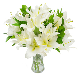 This striking display of white lilies is arranged with the kind of restraint and care a regular customer would expect from an experienced Oxford florist. Broad, perfectly white petals unfurl in layered spirals, each bloom showing a faint creamy-yellow center that lends depth to the otherwise pristine palette. From the interiors, long filaments rise carrying brown, pollen-tipped anthers whose earthy tones provide a subtle, living punctuation against the petals' bright surface. Intermingled are plentiful, dark green lance leaves whose satin sheen and architectural lines frame the flowers and amplify their fullness. The clear glass vase has a classic silhouette-a modestly flared neck and solid base-allowing the pale-green stems to be seen descending into clean water, which refracts the light and promises strong vase life. The arrangement exudes a calm fragrance, a soft, sweet lily scent that seems to hover like the cool morning air around Magdalen Bridge or drifting into a snug Jericho cottage. This bouquet reads as quietly celebratory yet contemplative, ideal for expressing sympathy with dignity, offering congratulations with understated refinement, or elevating a dining table for a formal gathering. Locally, I picture delivering it across Summertown or into the colleges of central Oxford, where the simplicity and purity of white lilies are especially welcome for both personal and ceremonial moments.