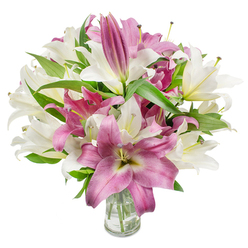 This bouquet reads like poetry in petals: a full, rounded display of oriental lilies in creamy white and vibrant magenta, photographed against a crisp white backdrop so every curve and vein of the petals is visible. Many flowers are open wide, their trumpet-like faces revealing delicate stamens and pale anthers, while others remain as poised, elongated buds that promise unfolding beauty over days. The white blooms are not stark but softly off-white, with subtle buttery or pale green shading at the throat that lends depth; the pink lilies range from rosy to nearly fuchsia and often show lighter veins or a soft, creamy centre that draws the eye inward. Dark green, lanceolate leaves weave naturally through the composition, adding contrast, weight, and a sense of garden-fresh structure. A clear glass vase sits at the base, modest and transparent, exposing the trimmed stems and pristine water-details that signal careful floral craftsmanship. The lighting is bright and even, revealing the satiny texture of the petals and the faint dusting of pollen on a few stamens, while the overall palette feels both luxurious and comforting. I picture this display on a mantel near Radcliffe Camera or gracing a dining table after a walk through University Parks, its lightly sweet fragrance evoking spring mornings and quiet celebrations. It's an arrangement that speaks to refined taste and tender intent-suitable for congratulating someone, marking an anniversary, or simply bringing a cultivated burst of natural beauty into a home in Oxford.