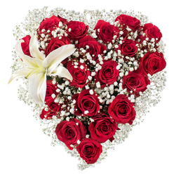 This heart-shaped floral design reads like a quiet love letter: a compact, luxurious mass of deep red roses shaped into a distinct heart and set sharp against a pure white background so every petal and shadow is visible. Dozens of richly coloured roses - some just opening, others fully unfurled - create a velvety, tactile surface that suggests warmth and sustained devotion. Interlaced between them are cloudlike sprays of white baby's breath (Gypsophila), whose tiny star-shaped florets knit a soft, ethereal halo around the heart and temper the intensity of the reds. In the upper-left curve a single white lily rises with calm authority; its smooth, broad petals are pristine white shading to a faint cream near the centre, where golden-yellow stamens punctuate the composition and give a subtle, sunlit accent. The studio lighting is clean and even, heightening texture and the depth of red while keeping the backdrop neutral so the arrangement appears sculptural and immediate. Imagine the scent - the warm, old-rose perfume tempered by the lily's fresh, green sweetness and the faint, powdery breath of gypsophila - a combination chosen for romantic occasions, anniversaries, or a thoughtful tribute. Prepared with care for local delivery across Oxford, this piece would travel well to addresses near the Covered Market, through Jericho streets, or across to Summertown, arriving wrapped and ready to convey quiet magnitude without saying a single word. Flowers Oxford offers this sort of carefully balanced statement - confident, sincere, and expertly finished.