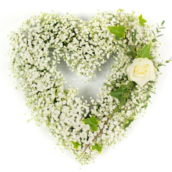 This heart-shaped floral composition is a study in gentle restraint: a dense, cloud-like mass of tiny white baby's breath forms the full outline, producing a soft, voluminous surface that appears almost weightless on its stark white background. The multitude of minute, starry blooms creates a tactile softness-when I touch arrangements like this in my Oxford workshop I think of bridal veils and winter mornings-while a single cream-white rose, positioned on the upper right curve, anchors the design with quiet elegance. The rose's petals are tightly formed and luminous, their subtle cream tones catching the even studio light so that the bloom seems to glow from within. Dark glossy ivy leaves, with their familiar lobed silhouettes, are woven beside the rose and provide a formal, evergreen contrast that stabilises the airy gypsophila. Fine, pale-green eucalyptus-like sprigs extend diagonally down the right-hand side, lending both linear movement and a gentle herbal scent that complements the rose's softness. The composition reads as a formal sympathy piece-meant for remembrance and reverence-its colours and textures chosen to convey purity, solace, and the continuity of love. Bright, neutral lighting reveals the delicate structure of each tiny flower and the velvety curve of the rose, while the overall palette remains strictly serene. Locally, this is the kind of tribute families request for services around the High Street and the Covered Market, where understated dignity and fresh, seasonal material are most appreciated.