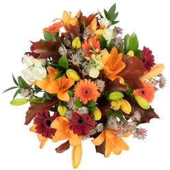 A glorious, tightly arranged autumn bouquet seen from above, bursting with orange lilies and Gerbera daisies that seem to capture Oxford's golden afternoons. The dominant orange Asiatic lilies open broadly, their trumpet forms commanding the view while numerous green and pale-orange lily buds promise further blooms and lend depth. Bright orange gerberas sit alongside rich, burgundy-red gerbera heads, each radiating layered petals like miniature suns, and creamy white Lisianthus peeks through with soft, ruffled edges that calm the palette. Delicate clusters of purple-grey Astrantia thread through the design, their star-like flowers providing fine-textured contrast against the bolder shapes. Large, lobed oak-like leaves in warm chestnut and deep russet are tucked into the arrangement to echo the colours of fallen leaves outside the Covered Market, complemented by vibrant green foliage that keeps the bouquet feeling fresh and lively. The arrangement is tightly packed and meticulously balanced, with bright, natural lighting on a clean white background accentuating the tactile surfaces-the glossy lily petals, the velour of gerbera, and the papery crispness of autumnal leaves. The emotional tone is one of harvest warmth and festive welcome, suited to a Thanksgiving table, a birthday in late autumn, or a 'thinking of you' bouquet for a friend in Jericho or Summertown. As a florist trained in seasonal composition, I imagine the reassuring, slightly sweet floral scent and the gentle weight of the bouquet in your hands, ready for local delivery across Oxford and neighbouring communities.