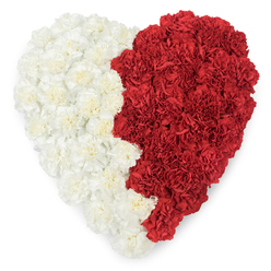 Taken from directly above, this heart-shaped floral piece is composed entirely of densely packed carnations, the left side composed of creamy, near-white blooms and the right side formed from saturated, ruby-red carnations, all photographed against a stark white backdrop. The surface is intricately ruffled, each carnation's layered petals folding into one another to create a soft, cushion-like texture that reads as both delicate and durable. A gentle, slightly wavy vertical seam divides the heart, an intentional line where the two colour fields meet and converse - a visual language of contrast and connection. The overall atmosphere is quietly reverent; the piece carries the calm dignity of a carefully prepared tribute, inviting contemplative stillness rather than exuberant display. In Oxford this style is often chosen for funerals, civic remembrances, and intimate commemorations - a florist in Jericho or near the Covered Market might craft it to rest beside a hymn book or on a chapel altar. The scent of fresh carnations, faintly spicy and green, seems almost present in the description, and the even studio light accentuates the soft highlights of each petal. At Flowers Oxford we select blooms for consistent form and tone so the heart reads as one cohesive gesture, suitable for laying down at a graveside, placing at a memorial service, or presenting as an emblem of enduring love and remembrance across the city.
