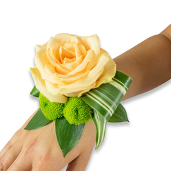 The quiet artistry of this wrist corsage rests in subtle harmony: a creamy apricot rose sits proudly at the centre, its petals curling inward with a tender, almost tactile softness that invites a gentle touch. Beside it, two vibrant lime-green button chrysanthemums-pom-poms of concentrated texture-pop like laughter against the rose's warm tone, their clustered florets providing a lively counterpoint. A variegated leaf striped with pale bands is folded into a graceful arc, an architectural flourish that adds modern sophistication, while broad, dark green salal or ruscus leaves create a lush base and visual depth. The composition rests on the left wrist, photographed against a plain white backdrop so every nuance of colour and shadow is visible; the fastening is discreet, hidden beneath the foliage, making the design appear to float on the skin. As a florist who often prepares pieces for celebrations across Jericho and Summertown, I enjoy how this corsage balances quiet romance with contemporary lines-its scent is a whisper of rose and fresh-cut foliage that suits wedding mornings, proms, and milestone evenings. At Flowers Oxford we craft similar wristlets to order, mindful of seasonal freshness and local style, and can adapt tones to match dresses or buttonholes. The overall mood is tender and buoyant: a small, wearable bouquet designed to complement a moment of significance, to sit against the wrist and carry the memory of a first dance, a vow, or a joyful procession.