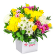 A rounded, exuberant bouquet rises from a neat white square box, photographed against a spotless white backdrop that emphasises every shade and detail. The arrangement is tightly packed, brimming with flowers that echo the uplifting mood of a bright afternoon along Oxford's Port Meadow. At its heart, rich yellow blooms steal the spotlight: plump clusters of yellow roses, some in compact buds and others just beginning to open, nestle among large, soft yellow chrysanthemums whose many fine petals create a cushiony, almost cloud-like appearance. These sunny tones are softened and lifted by fresh white flowers, including daisy-style chrysanthemums with vivid green centres and rounded white mums that add billowy fullness and a sense of calm. Threaded throughout, deep fuchsia and magenta chrysanthemums provide bold pops of colour, their layered petals and occasional lighter pink accents adding movement and depth to the design. Around the edges and through the spaces between blooms, dark green, glossy foliage provides a lush frame, grounding the bright colours and giving the bouquet a natural, garden-inspired character, reminiscent of borders around homes in Iffley or Wolvercote. The white cube box serves as both vase and presentation container, its simple, modern shape making the arrangement easy to place on a windowsill, dining table, or office desk. This display speaks of a thoughtfully crafted yet budget-friendly gift, perfect for a spontaneous thinking of you, a small congratulations for an Oxford exam success, or a cheerful pick-me-up delivered across the city to brighten a grey day.