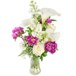 A luminous, upright bouquet captured against a clean white studio backdrop, where a clear fluted glass vase reveals the graceful sweep of stems and the cool clarity of water. At the heart of the design, several sculptural white calla lilies rise like paper-smooth trumpets, their delicate curves tipped with a faint green wash at the throat; they give the arrangement an architectural calm. Lower and fuller, deep magenta peonies bloom in generous, ruffled layers - two open flowers anchor the lower left and right, while a tight bud hints at later unfolding - their jewel-like color providing a warm, romantic counterpoint to the pure whites. Sprays of tall white stock thread vertical texture through the centre, each tiny blossom contributing quiet perfume and a soft, columnar rhythm. Classic creamy white roses nestle with compact, spiralled petals, adding traditional grace and a velvet softness that complements the peonies' lushness. Fine clouds of baby's breath (Gypsophila) are sprinkled throughout, offering an airy, starlike halo that softens edges and lifts the eye. A mix of ferny fronds and broader green leaves creates a fresh, living base and gentle contrast, while the transparent vase gives a reassuring glimpse of the stems' structure. The overall mood is elegant yet intimate, a composition that suggests an evening table in a light-filled Oxford cottage or a quiet celebration after a walk through the Botanic Garden. The scent is a gentle weave of sweet florals and green stem-smell, and the bouquet reads as both carefully composed and effortlessly warm - perfect for a thoughtful gift, small wedding table, or a gesture of comfort and appreciation.