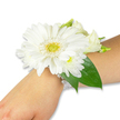 A pristine white wrist corsage rests softly on the inner forearm of a person with fair skin, set against a clean white backdrop so the flowers read like a quiet promise. The centrepiece is a single large white Gerbera daisy, its numerous, crisp petals fanning out in a near-perfect disk around a bright yellow-green textured eye that catches light like a tiny sun. Around that bold bloom are clusters of small, fluffy white chrysanthemum-like flowers and a few creamy lisianthus buds that curl gently at their edges, creating a layered, romantic profile that feels both airy and substantial. Deep, glossy Ruscus or salal leaves tuck in behind the blooms, their rich emerald tones forming a natural frame that makes the whites appear even purer; these leaves extend slightly along the forearm, giving the corsage a graceful line. The arrangement is secured to the wrist with a delicate multi-strand band of luminous white pearl beads, the small pearls threading together to hold the flowers close while catching the light with a soft, vintage gleam. You can almost sense the texture-the cool, satiny petals, the slight crispness of the chrysanthemum centers, the subtle resilience of the foliage-and the faint, fresh scent that suggests morning dew and cut stems. This design reads as classic and composed, perfect for bridal parties, proms, or a graduation at Oxford's Botanic Garden; it speaks of quiet elegance, thoughtful craftsmanship, and a moment that will be remembered every time the wearer lifts a hand or steps outside into the pale Oxford light.