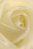 This image draws the viewer deep into the tender embrace of a cream-white rose, as if seated among the petals themselves on a misty Oxford morning. Each layer unfolds in graceful succession, creating hypnotic spirals that invite the imagination to wander-much like drifting along the River Thames just beyond the city centre. Subtle illumination creates luminous highlights and delicate, pillow-like shadows, bestowing a sense of peace and gentle drama. The textures are soft as silk, whisper-light under fingertips, and evoke the hush of a quiet moment in the University Parks' gardens. This rose stands as a pure emblem of reverence and new beginnings, ideal for the expression of heartfelt sympathy or admiration. The understated yet sweet scent brings to mind local springtime breezes, filling a room with comfort while the careful artistry behind its arrangement conveys every emotion words cannot. Whether chosen as a solitary bloom or woven into a heartfelt bouquet, this Oxford rose reflects the sensitivity and expertise of the city's finest florists.
