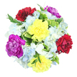A generous, circular bouquet is shown from a bird's-eye view against a crisp white background, the simplicity of the backdrop allowing each flower and leaf to tell its own story. At the centre, six fully open carnations form the main focus, their petals densely layered and finely ruffled, suggesting a lively sense of movement as if a gentle breeze had just stirred them. Two carnations glow in a bright, sunny yellow, radiating warmth and positivity like a cheerful morning along Oxford's Cowley Road. In contrast, two deep burgundy-red carnations bring a velvety, wine-rich hue, evoking comfort and heartfelt emotion. The remaining pair, in a striking magenta-purple, offer a regal splash of colour that feels both modern and timeless, much like the city's blend of old colleges and contemporary cafés.   

Encircling these key blooms is a lush ring of hydrangeas, made up of many tiny petals gathered into rounded heads. Their colours range from soft light blue to creamy white, creating a cloud-soft texture that visually cools and calms the vibrant carnations. Interlaced throughout the bouquet is a selection of fresh green foliage. Some leaves are generously broad and distinctly variegated, with pale edges framing vivid green centres, while other stems are slimmer and darker, peeking out from beneath the blossoms to give depth and natural structure.   

The lighting is bright but even, enhancing the freshness of every petal and leaf as though the bouquet had just been arranged on a workbench in an Oxford flower studio. The overall impression is of joy, thoughtfulness, and easy elegance, suitable for birthdays, thank-you messages, or simply sending a burst of colour to someone's doorstep in Headington, Jericho, or the city centre.