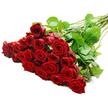 A dramatic bouquet of red roses lies diagonally across a pristine white background, the blooms gathered in an opulent cluster that draws the eye immediately to the left side of the image. There are roughly two to three dozen long-stemmed roses, each one presenting a perfect, high-centred head filled with tightly layered, velvety petals. The colour is a rich, deep crimson, saturated and romantic, calling to mind intimate celebrations in Oxford townhouses or proposals along the banks of the Cherwell near University Parks. The roses appear freshly cut, with no signs of bruising or fading, each bloom standing proudly, petals gently cupped as though about to unfurl a little further. Surrounding the blossoms, smooth, dark green leaves add structure and contrast, their slight sheen catching the studio light in delicate highlights. From behind this mass of flowers, the long, straight stems fan out towards the right, their natural green tones and occasional small thorns adding authenticity and a sense of just-picked vitality. The lighting is bright and even, enhancing the velvety texture of the petals and allowing subtle shadows to form between the layers, giving the bouquet depth and dimension. The pure white background is completely uncluttered, as if the roses have been placed on a spotless workbench in an Oxford florist studio, ready to be wrapped and sent out for same-day delivery to areas like Summertown, Cowley, or the historic city centre. The overall mood is unmistakably romantic and heartfelt, an image that perfectly conveys love, passion, and the timeless beauty of a classic red rose bouquet.