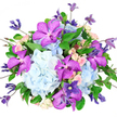 Photographed against a pristine white background, this elegant bouquet reads like a study in cool blues, purples, and tender pastels, crafted with the same attention to detail you might expect from an Oxford artisan. At the core sit large, rounded clusters of powder-blue hydrangeas, their countless small florets creating a plush, cloud-like texture that seems to hold light within it. From this soft base, vivid fuchsia-purple Vanda orchids rise in striking contrast, their wide, flat petals marked with intricate speckles of deeper purple, adding an unmistakably luxurious, almost tropical character. Between these dramatic notes, petite spray roses in blush-pink and warm cream nestle closely, some petals just beginning to unfurl, others forming tiny, layered blooms that suggest gentle romance and gratitude. Delicate clematis stems thread through the arrangement, carrying slender buds and fully open star-shaped flowers in rich indigo and lavender, adding movement and drawing the gaze beyond the main dome of hydrangeas. Encircling everything, lush emerald foliage with varied leaf shapes offers a structured but natural frame, similar in spirit to the green vistas around South Park or Port Meadow. The bouquet is styled in a rounded, slightly spilling form, giving a sense of generous abundance rather than rigid symmetry. Soft, even lighting brings out the velvety texture of the orchids, the papery feel of the hydrangeas, and the silky smoothness of the roses, with no harsh shadows to distract the eye. The overall impression is one of refined celebration and thoughtful beauty, ideal as a centrepiece for an intimate dinner off St Giles' or a meaningful gift delivered across Oxford for birthdays, anniversaries, or heartfelt congratulations.