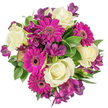 Seen from a direct overhead view against a pure white background, this densely packed, circular bouquet reads as a carefully composed celebration of colour and texture. At its heart several creamy ivory roses open in soft spirals, their velvety petals folding inward with the precise, familiar geometry of classic garden roses and giving the arrangement a calm, elegant centre. Scattered among them are lively magenta gerbera daisies whose broad, flat faces and tightly layered petals create theatrical bursts of colour; their dark, intricate centres act as small visual anchors that make the fuchsia tones sing. Deep plum-purple alstroemeria - Peruvian lilies with delicate, trumpet-shaped blooms and faint, darker markings - thread through the composition, adding slender, refined lines that contrast the fuller rose forms. A variety of glossy green foliage - from broader, waxy leaves to narrow, possibly variegated strands - fills the spaces between flowers, providing a cool, verdant frame that heightens each hue's clarity. The lighting is soft and even, skimming the petals to reveal texture and giving a whisper of a tea-like scent from the roses and a fresh, green lift from the leaves. The bright white backdrop isolates the bouquet so the radiant fuchsia, royal purple and soft ivory read with exceptional clarity, as if placed on a windowsill near the Covered Market on an early spring morning in Oxford. This arrangement feels suited to birthdays, thank-yous, anniversaries or a spontaneous just because gesture - a hand-tied statement that brings joy and effortless grace wherever it is set.