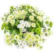 Seen from above, this white and green chrysanthemum bouquet forms a perfect, rounded cushion of flowers, photographed against a pure white background that recalls the clean light of a contemporary Oxford flat near the Westgate. The arrangement is tightly composed, so each bloom nestles closely against its neighbour, leaving almost no gaps. White dominates the design, from delicate spray chrysanthemums with small daisy-like petals and green-yellow centres to fuller, traditional mums whose densely layered petals create soft, domed shapes. Adding an airy, slightly whimsical touch are white spider-style chrysanthemums, their longer, gently ruffled petals splaying outward like fine, feathery rays. Between these white forms, vivid green button chrysanthemums pop with colour, their compact, spherical heads offering a knobbly, almost cushiony texture that stands out against the smooth petals around them. Pale lime-green spider or cremon chrysanthemums echo the shape of their white counterparts, but with centres and inner petals washed in fresh green tones that gradually turn lighter toward the tips, evoking new leaves along the paths by the River Thames in Oxford. Rich, dark green foliage supports the blooms, with broad leaves and subtle serrations that add depth and a natural, grounding frame. The interplay of crisp white, lively green, and varied textures creates a feeling of cool serenity, like opening a window onto a clear spring morning over the city's spires. This bouquet would sit comfortably as a calm, elegant centrepiece in an Oxford townhouse or serve as a gentle token of support and hope, its quiet beauty speaking in a soft, reassuring voice.