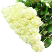 A refined bouquet of white roses fills the image with an air of calm elegance, each blossom a soft shade of cream that drifts toward warm ivory, like late afternoon light along the Oxford Canal. The roses are densely arranged, creating a rounded, almost cloud-like shape where every bloom supports the next. Petals unfold in precise spirals, some still clasped in neat, pointed buds, others opened just enough to reveal their intricate, velvety hearts. Hints of deep green leaves emerge from beneath the flowers, their shapes softened, adding a natural frame and a gentle contrast to the luminous white. The entire bouquet is set against a spotless, bright background, ensuring that the roses remain the absolute focal point, as clear and undistracted as a quiet corner in the Bodleian Library. Light plays across the petals, highlighting graceful curves and casting soft shadows that lend depth and dimension, almost as if the bouquet were a living sculpture. Imagine the fragrance-subtle, creamy, and fresh-evoking new beginnings, quiet comfort, and thoughtful celebration. This arrangement would be perfectly placed at an Oxford wedding breakfast, sent as a sophisticated anniversary surprise to a home in Headington, or delivered as a tender message of sympathy to a family in Iffley. The bouquet's purity and restraint convey deep feeling without drama, a timeless choice that reflects the careful artistry and local understanding of a seasoned Oxford florist at Flowers Oxford.
